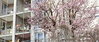 Ein Wohnhaus mit vielen Wohnungen ist zu sehen. Vor dem Haus steht ein blühender Baum.